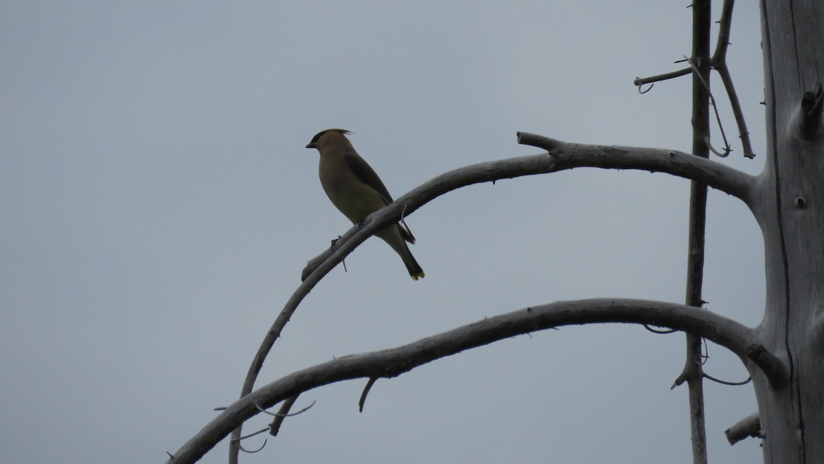 Cedar Waxwing - ML256923961