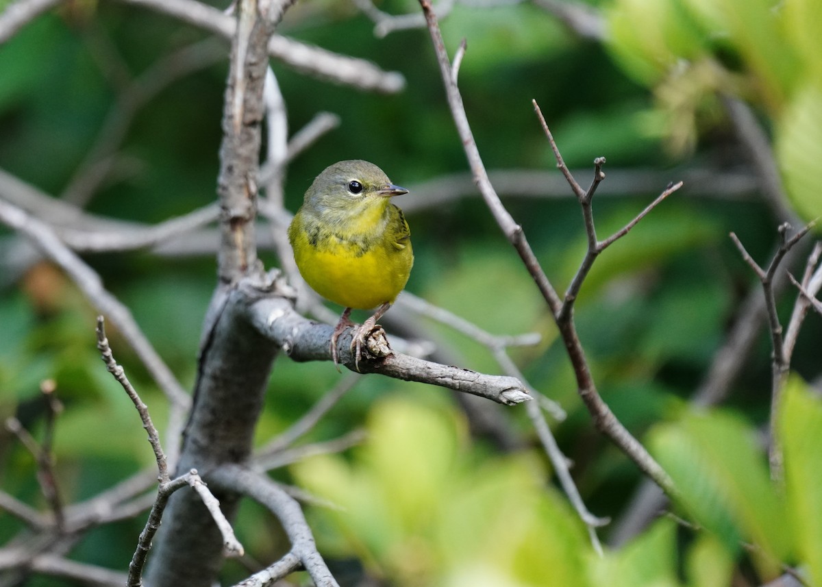 Mourning Warbler - Tina Randell 🐦