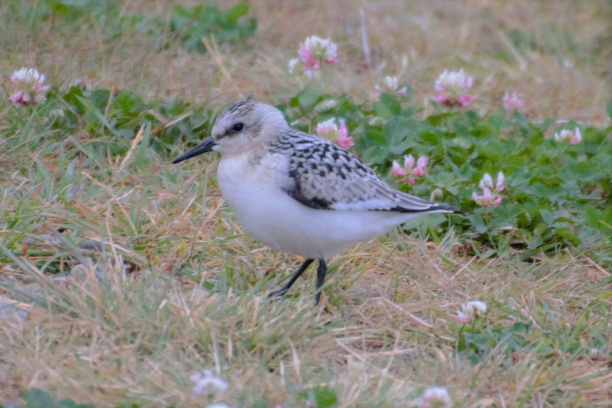 Sanderling - ML256924571