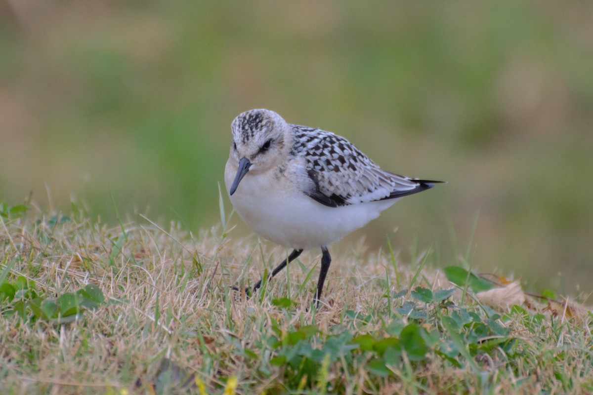 Sanderling - ML256924591