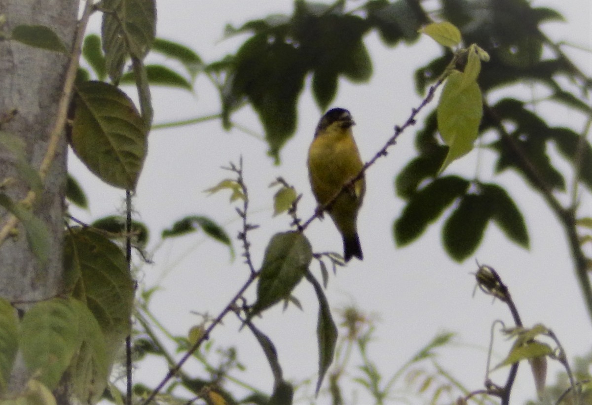Lesser Goldfinch - ML256924821