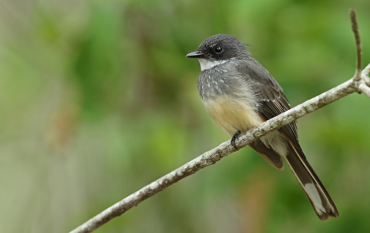 Northern Fantail - Luke Seitz
