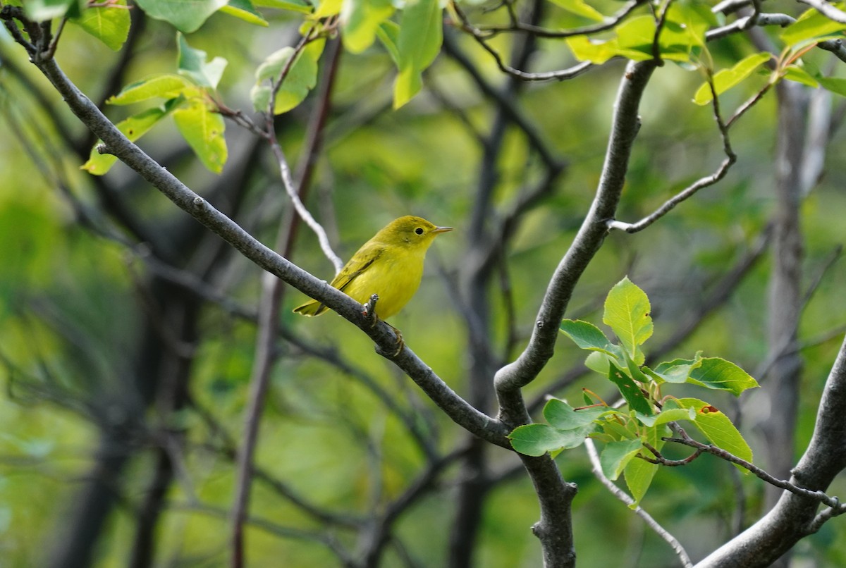 Yellow Warbler - Tina Randell 🐦