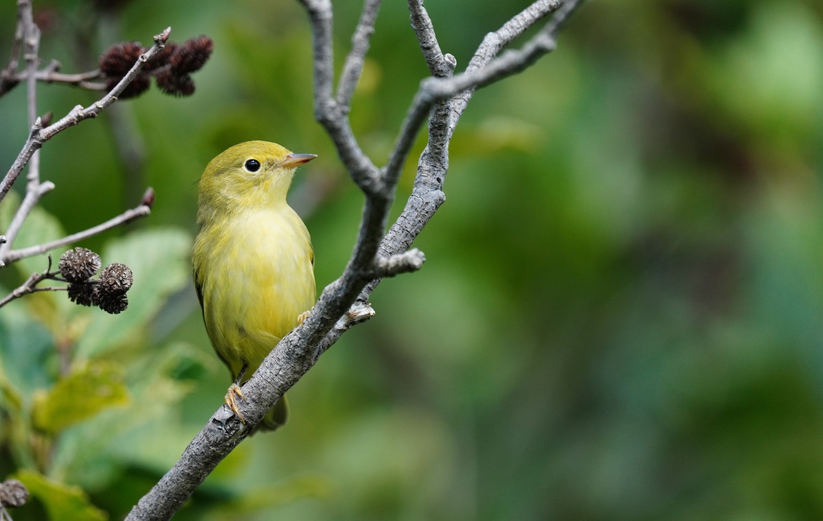 Yellow Warbler - Tina Randell 🐦