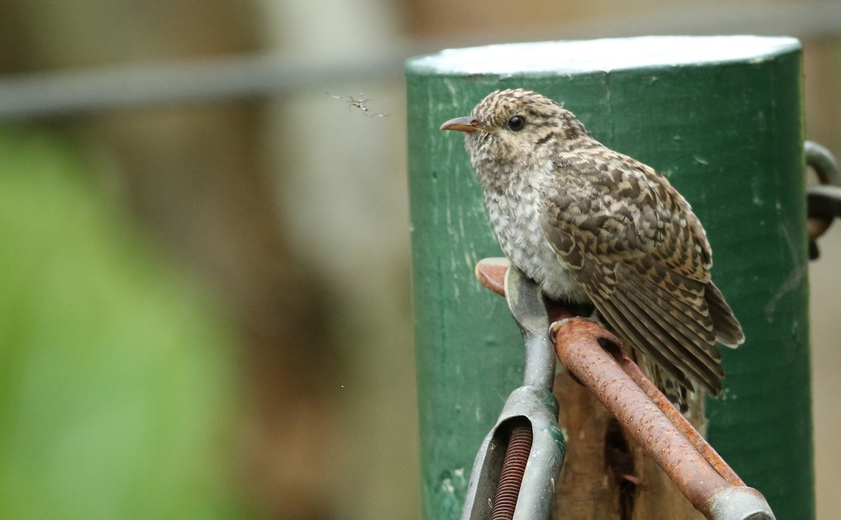 Brush Cuckoo - ML25692541