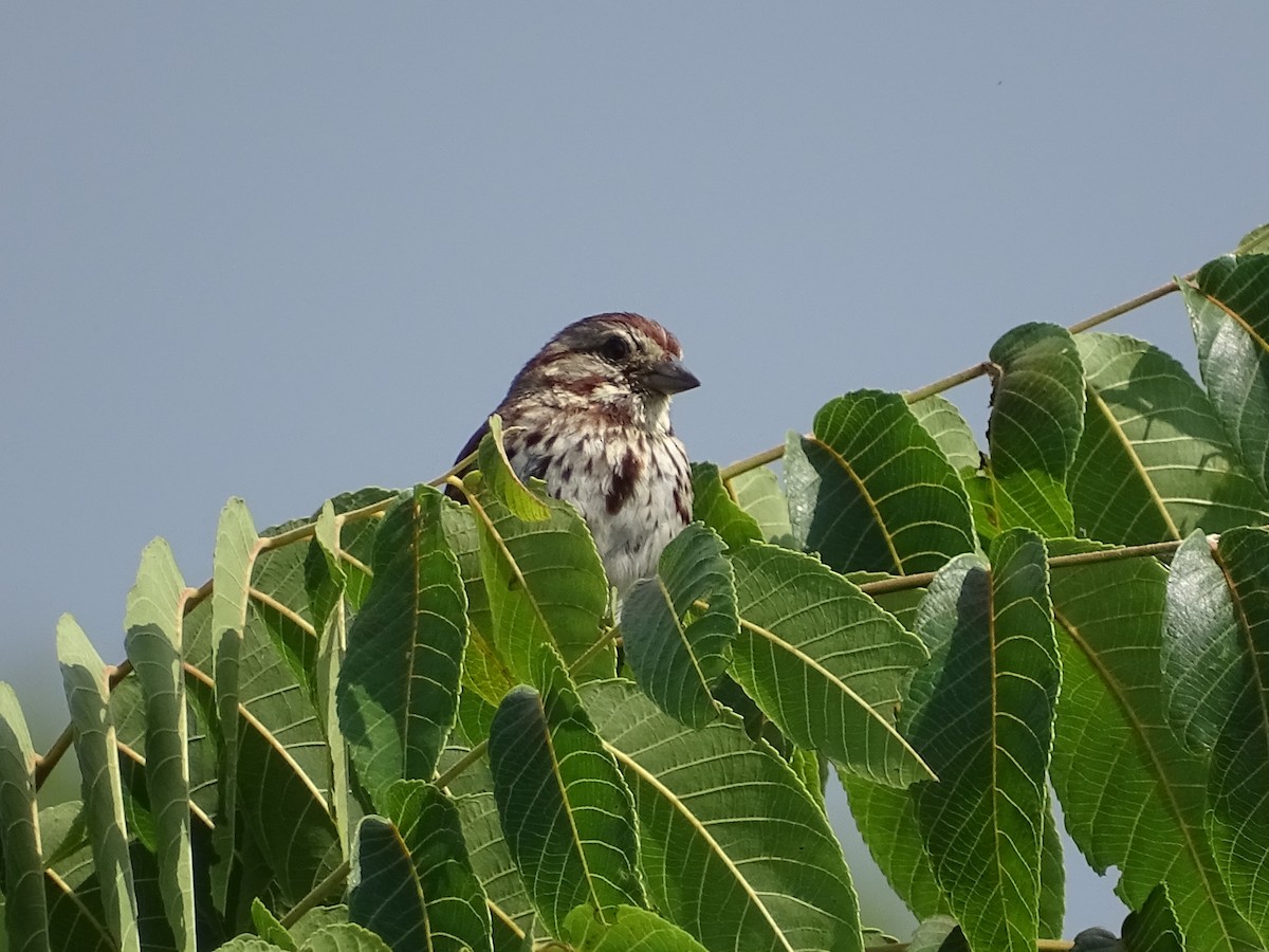 Song Sparrow - ML256925591