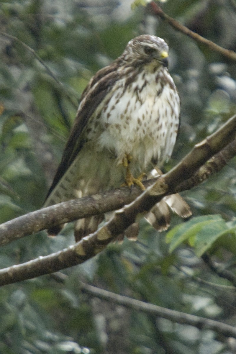 Broad-winged Hawk - ML25692591