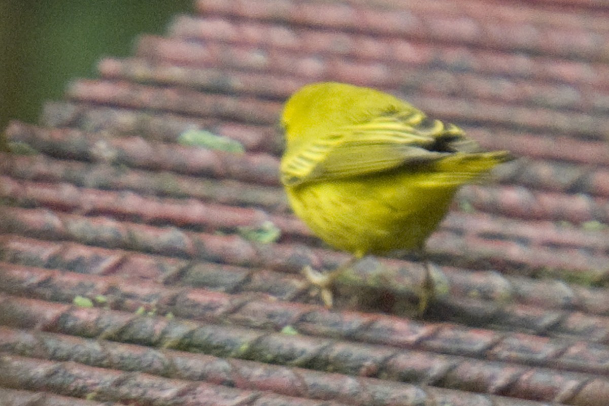 Paruline jaune - ML25692861