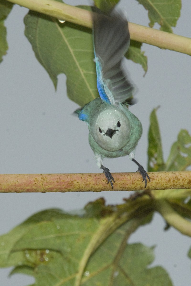 Blue-gray Tanager - Ken Langelier