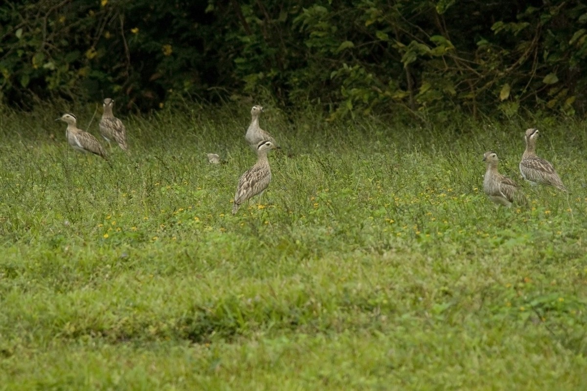 Double-striped Thick-knee - ML25692881