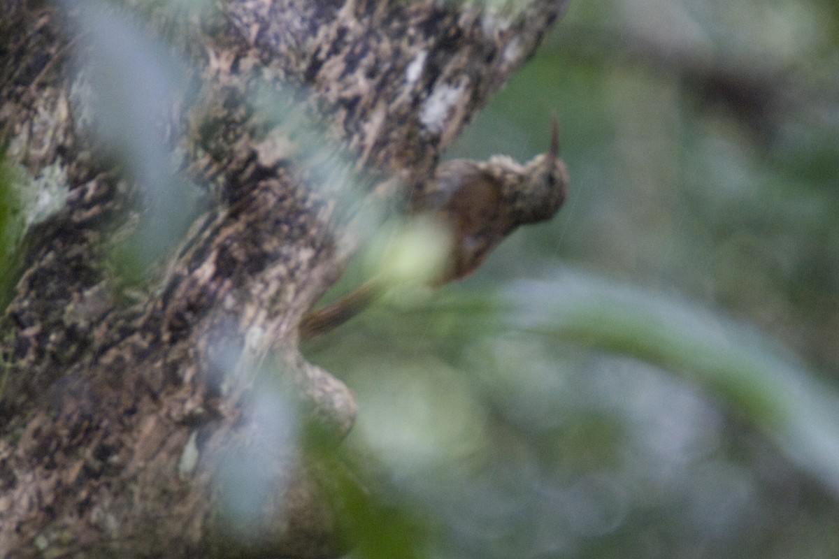 Streak-headed Woodcreeper - ML25692901