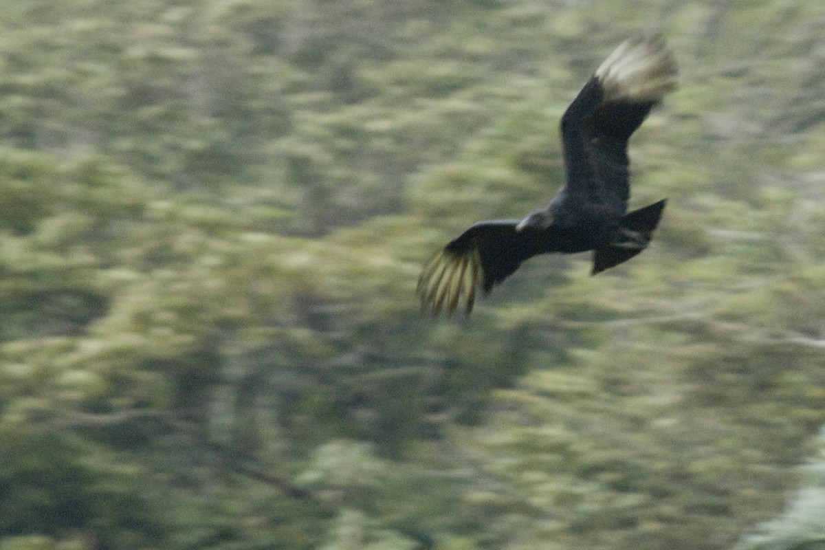 Black Vulture - ML25692921