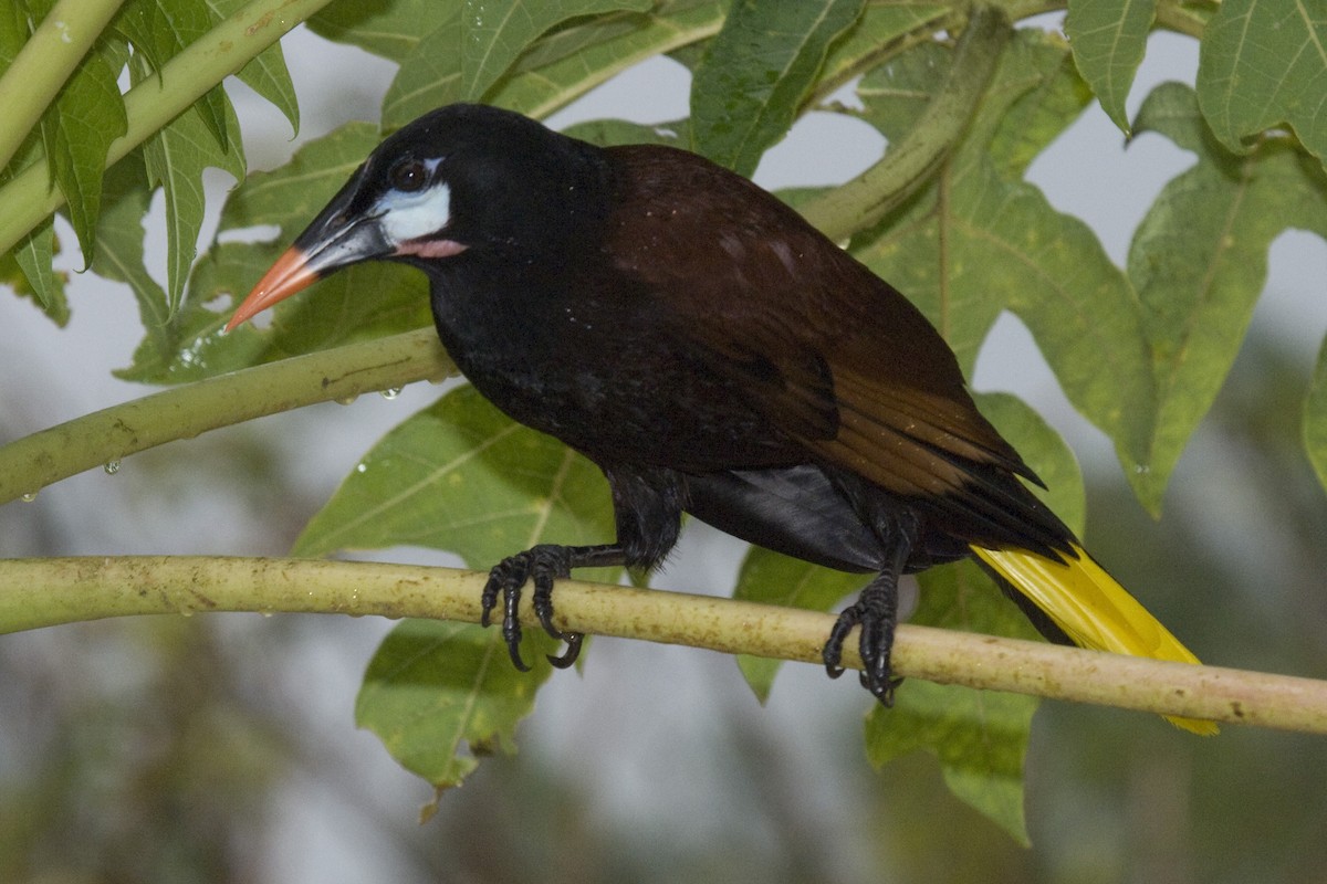 Montezuma Oropendola - Ken Langelier