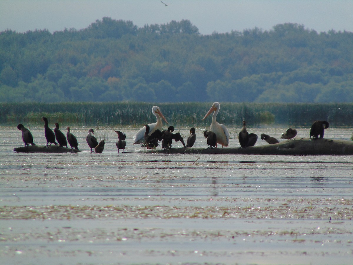 American White Pelican - ML256930261