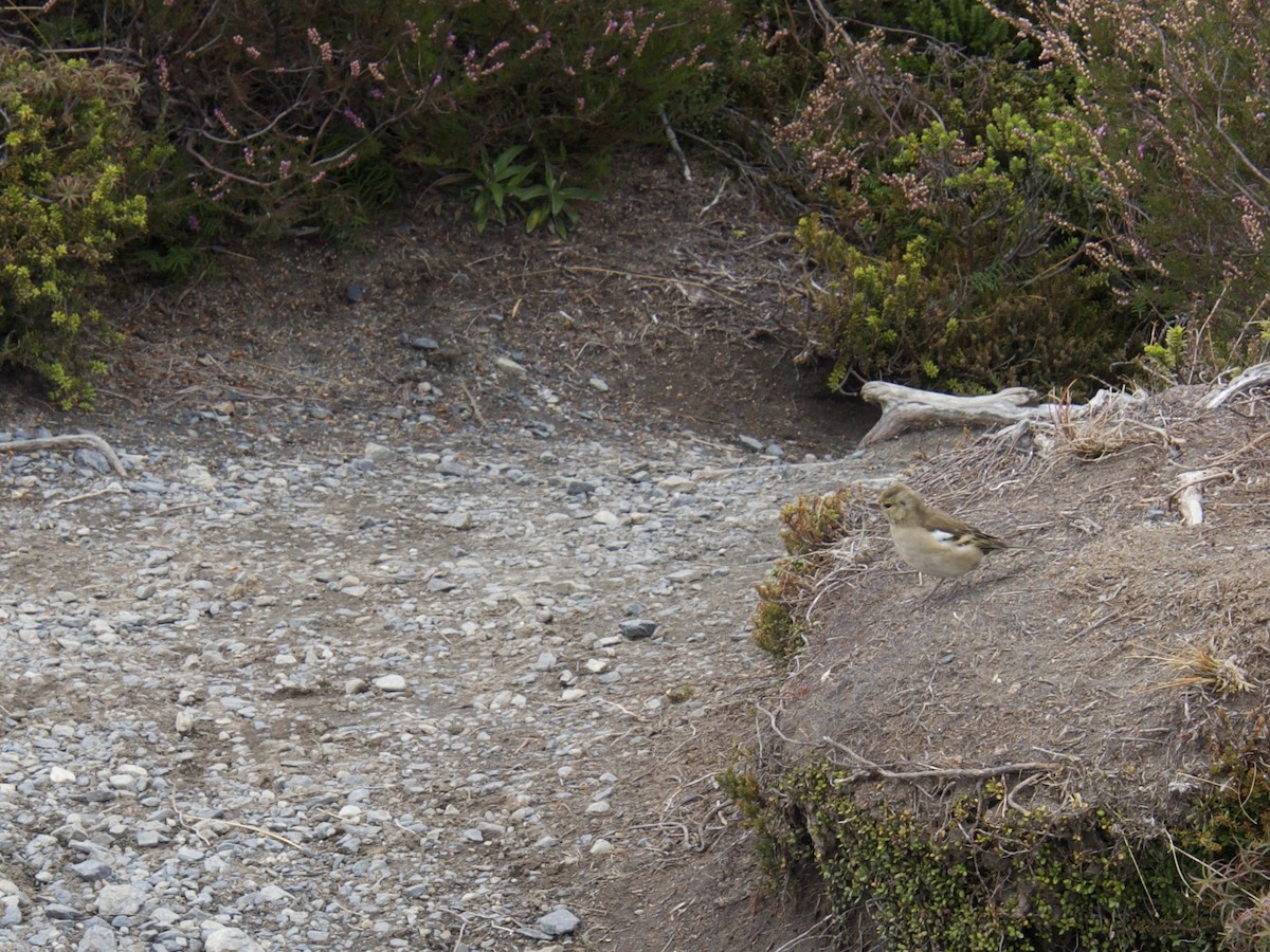 Common Chaffinch - ML256931101