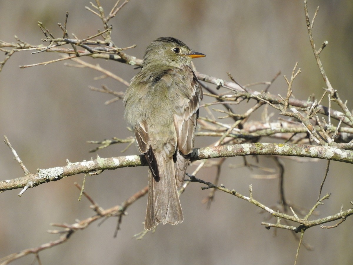 Acadian Flycatcher - Suzette Stitely