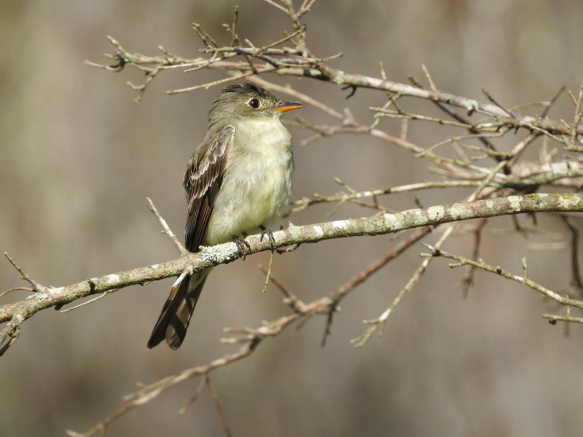 Acadian Flycatcher - Suzette Stitely