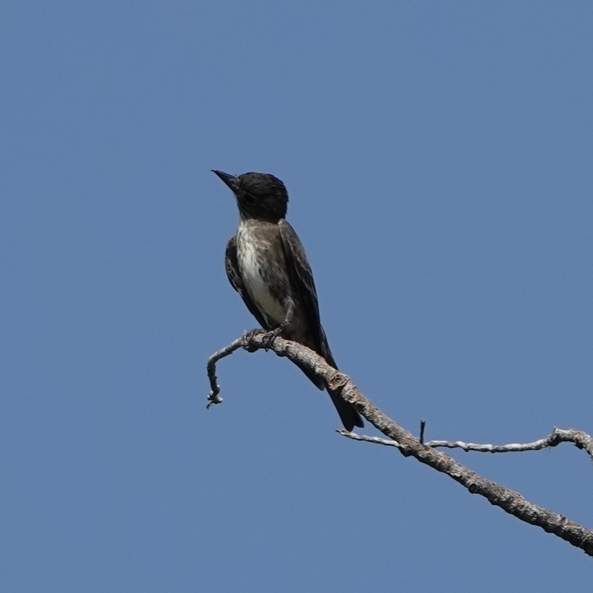 Olive-sided Flycatcher - ML256934301