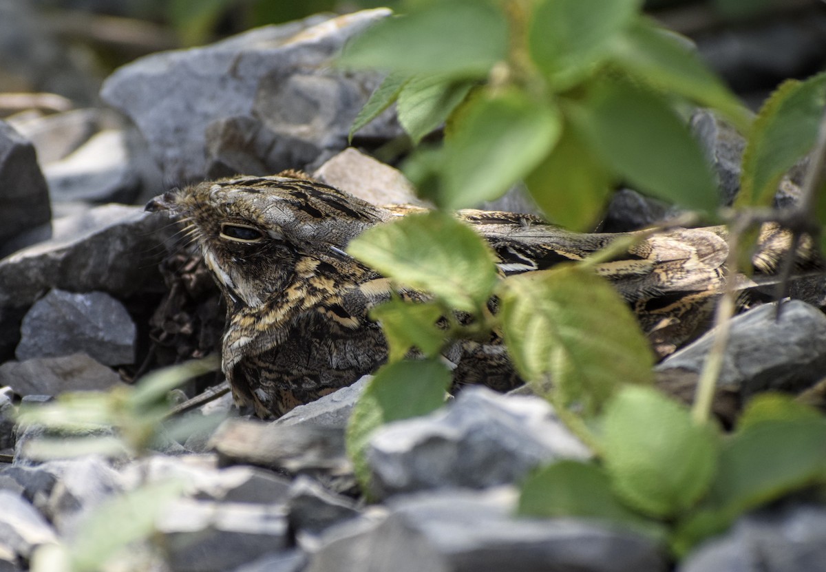 Indian Nightjar - ML256935481