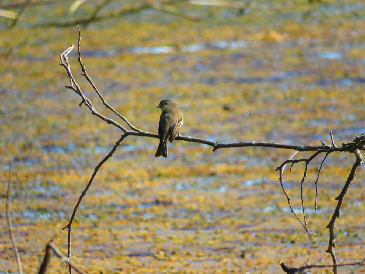 Eastern Phoebe - Rudy Iles