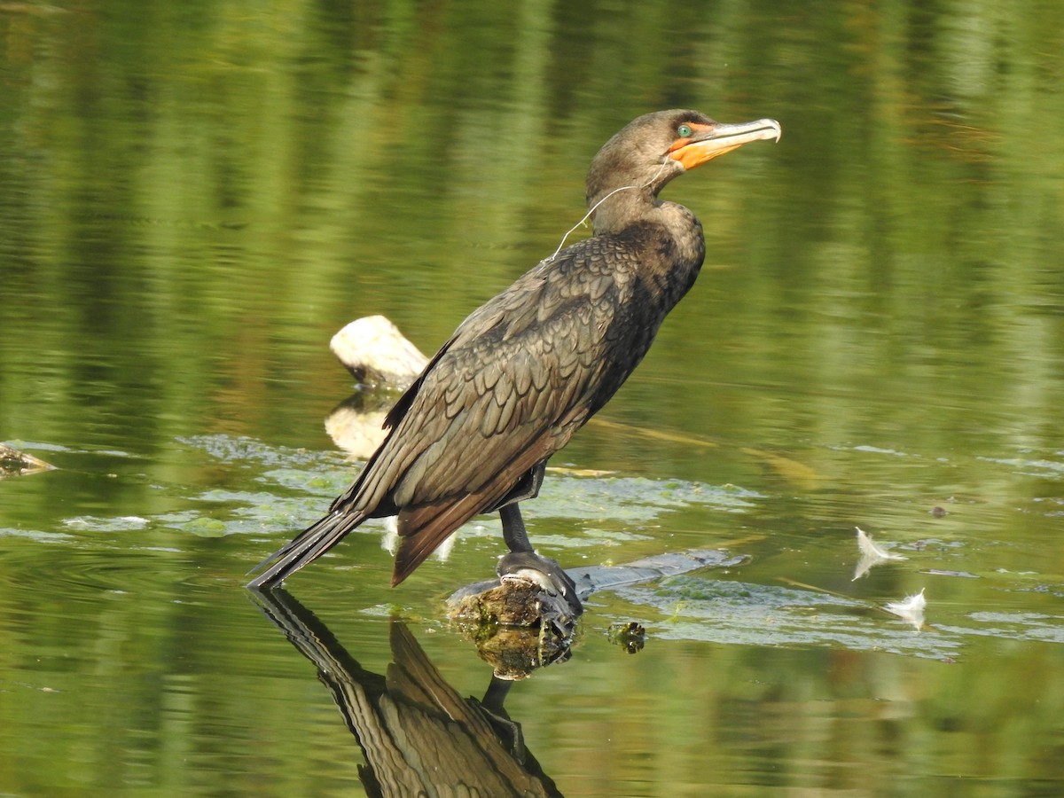 Double-crested Cormorant - T B