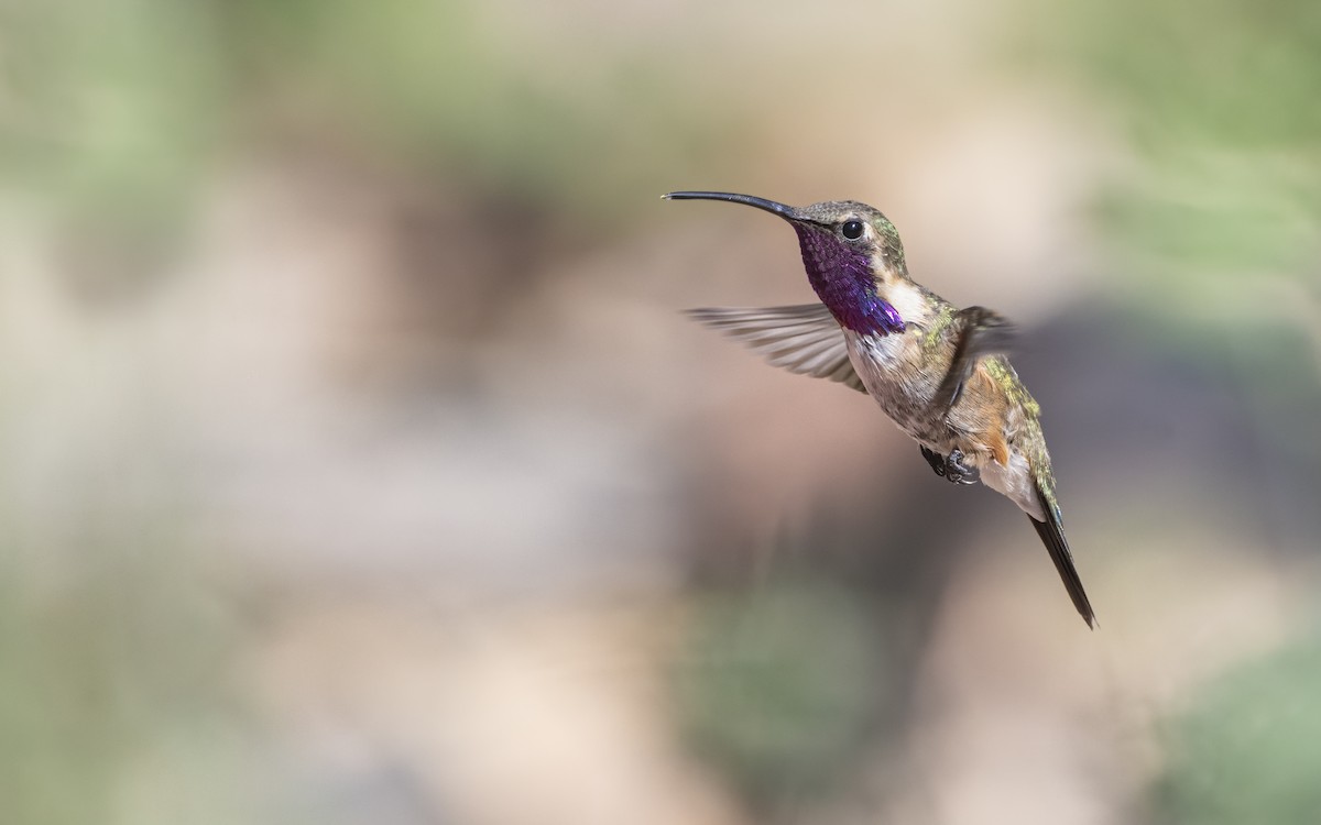 Lucifer Hummingbird - Bryan Calk