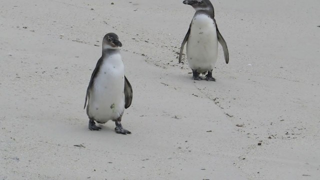 Pingüino de El Cabo - ML256938861