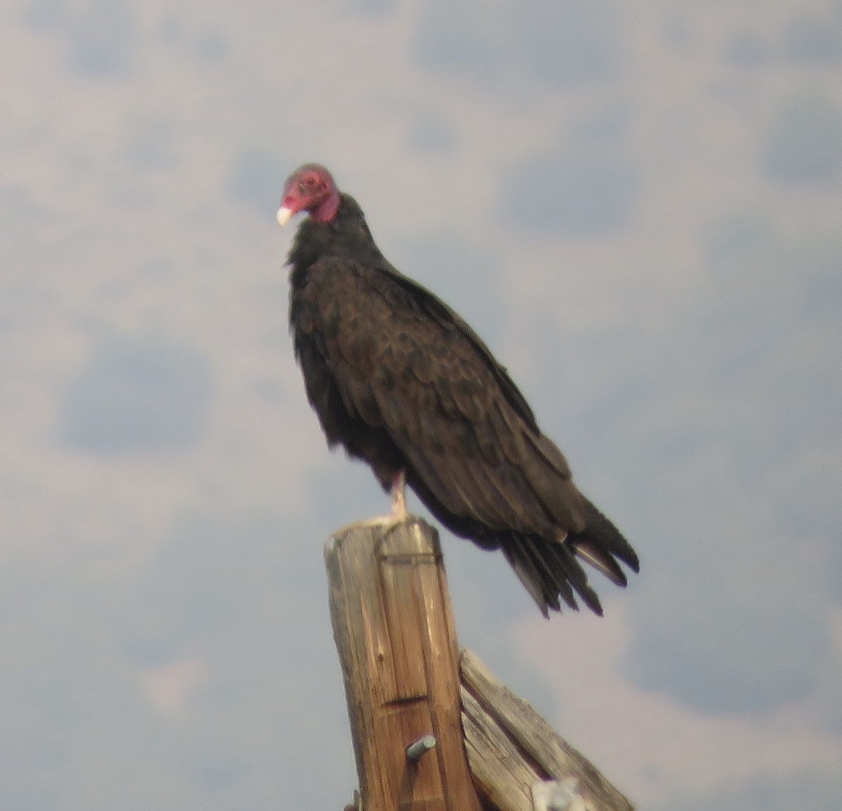 Turkey Vulture - ML256939571