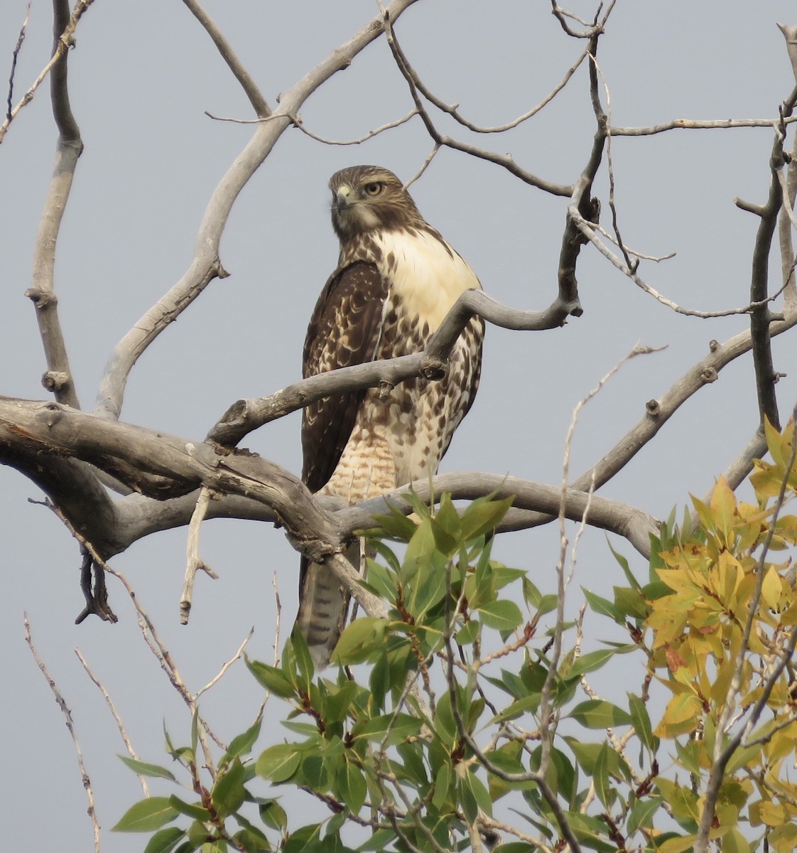 Red-tailed Hawk - ML256939681