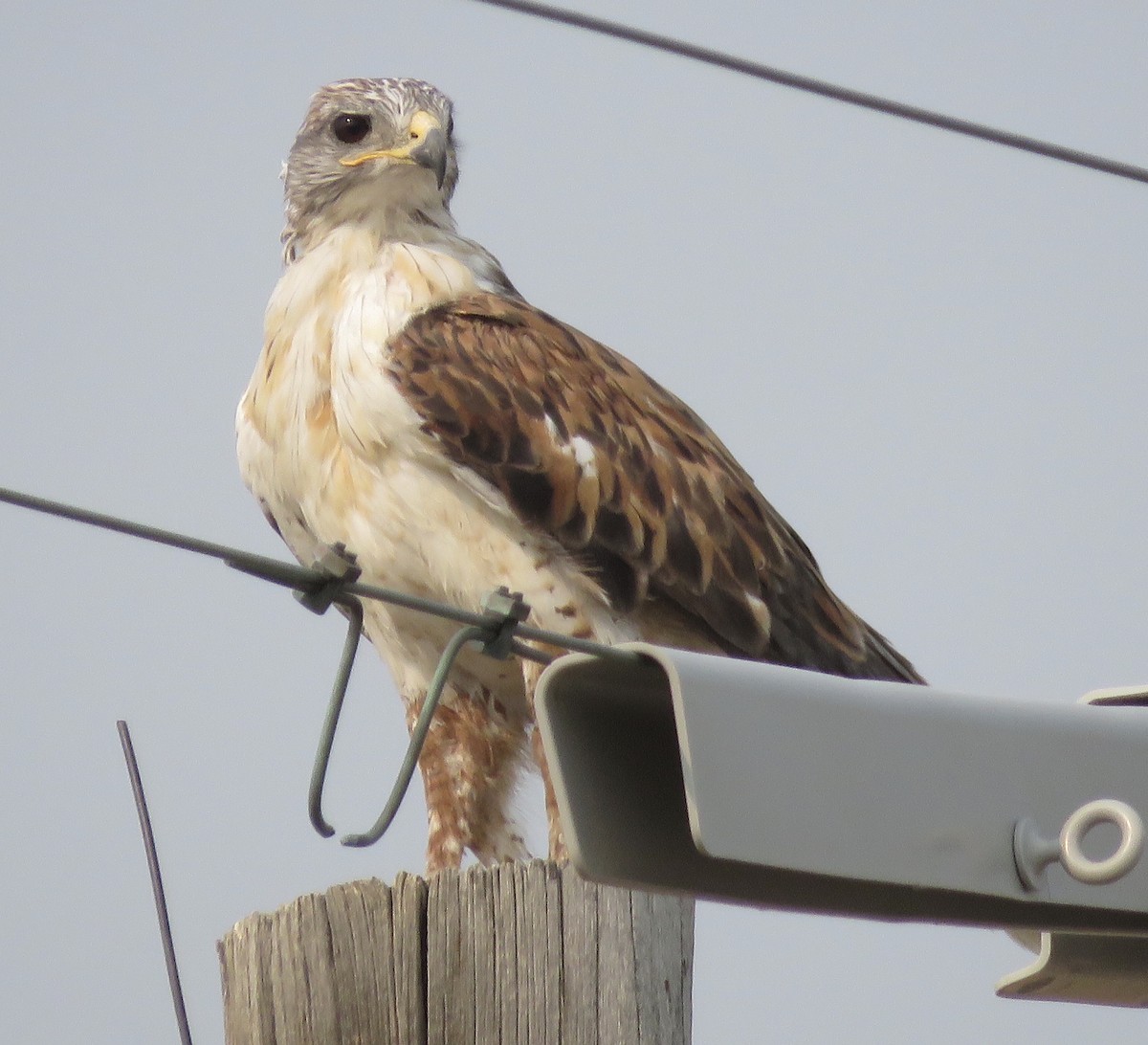 Ferruginous Hawk - Joel McIntyre