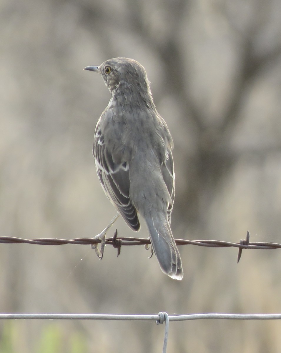 Sage Thrasher - ML256939841