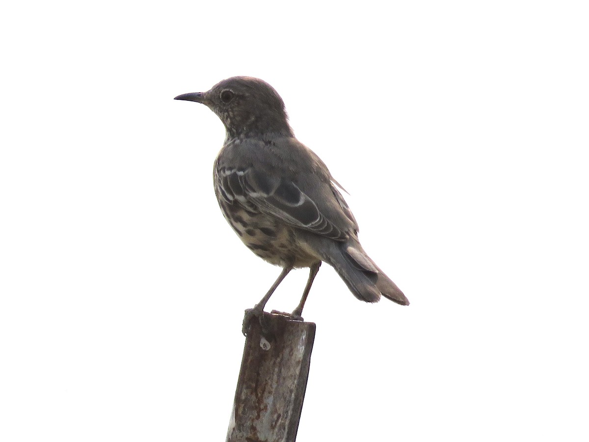 Sage Thrasher - ML256939851