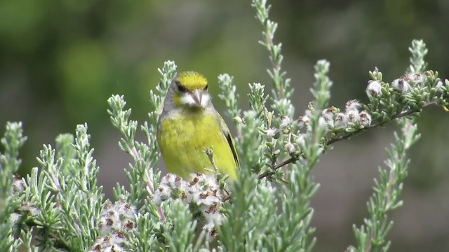 Cape Canary - ML256940171