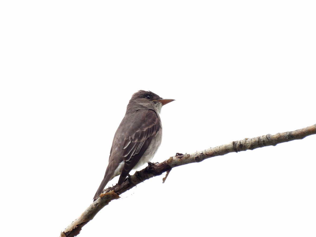 Olive-sided Flycatcher - Mary Rumple