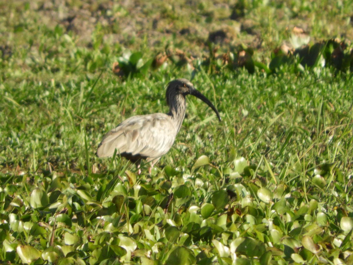 ibis běločelý - ML256940831