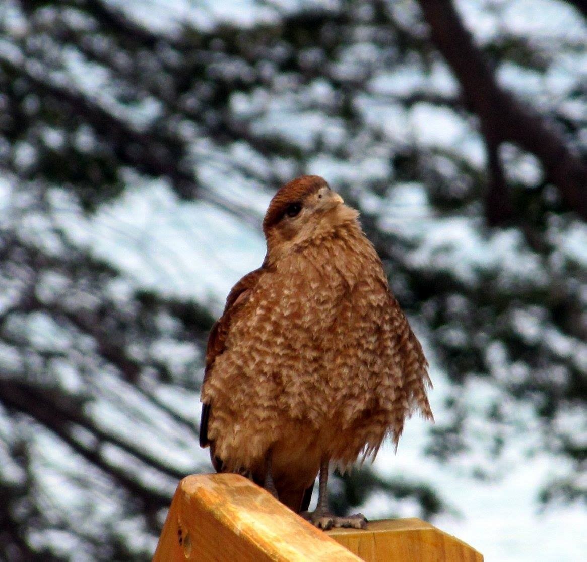 Chimango Caracara - Carlos Calvo Mac