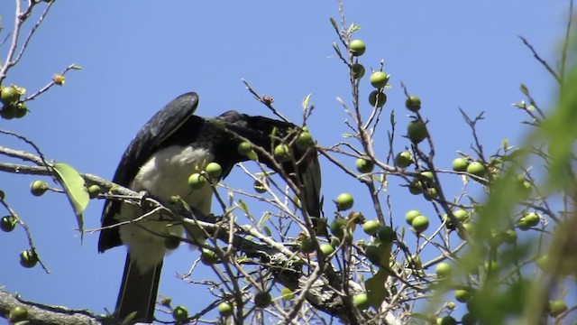 Trumpeter Hornbill - ML256941691