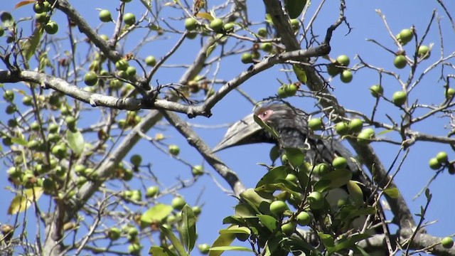 Trumpeter Hornbill - ML256941701