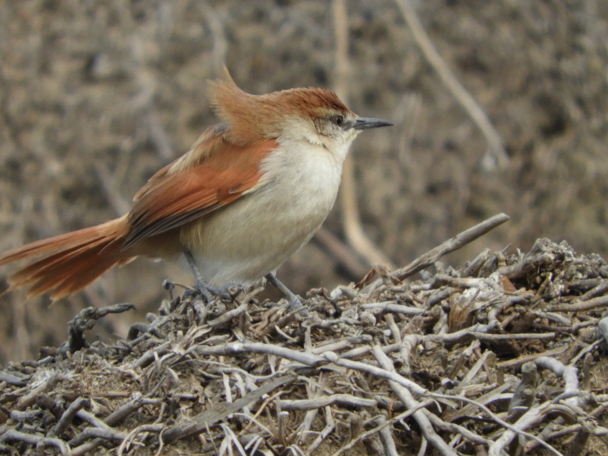 Yellow-chinned Spinetail - Silvia Enggist