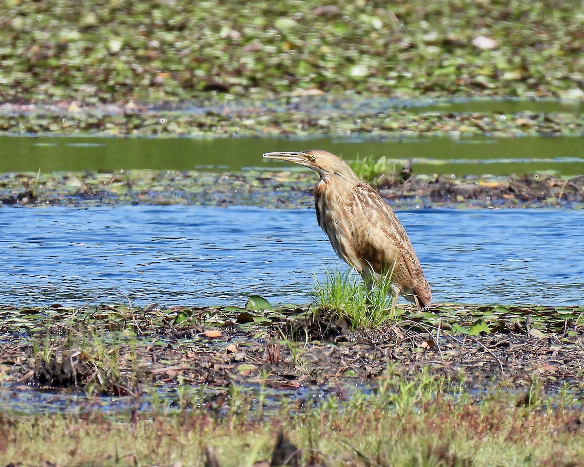 American Bittern - John Felton