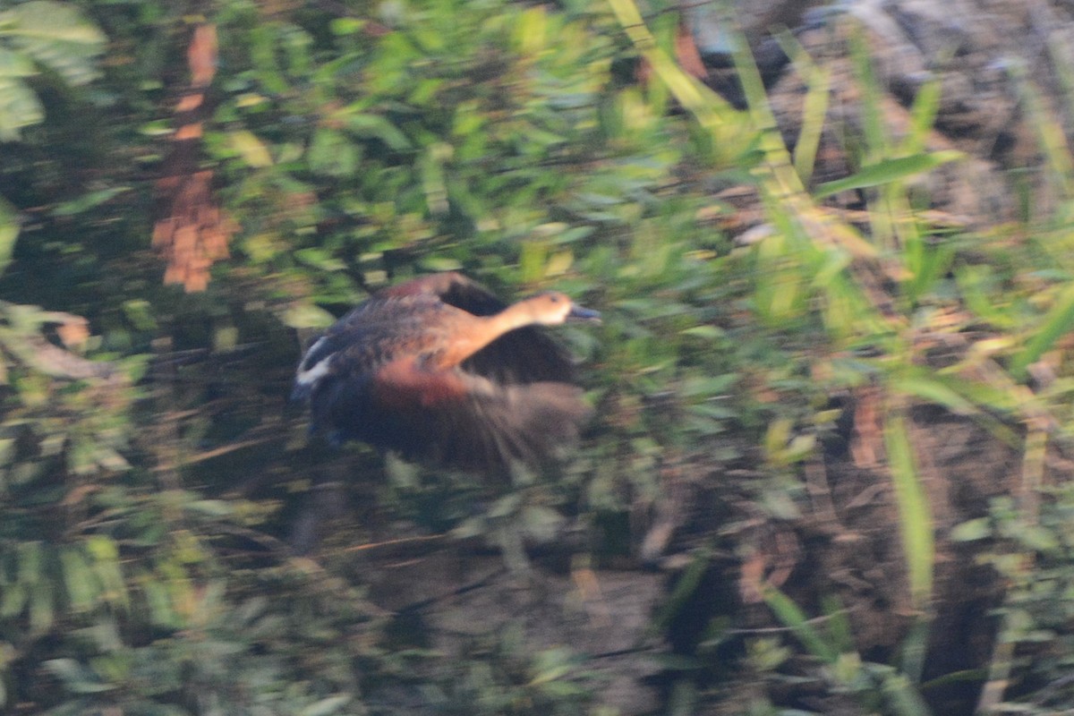 Wandering Whistling-Duck - ML25694431