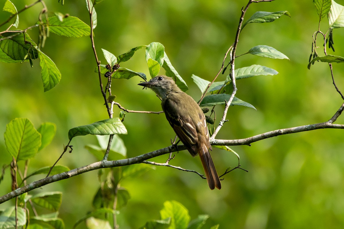 Great Crested Flycatcher - ML256944661