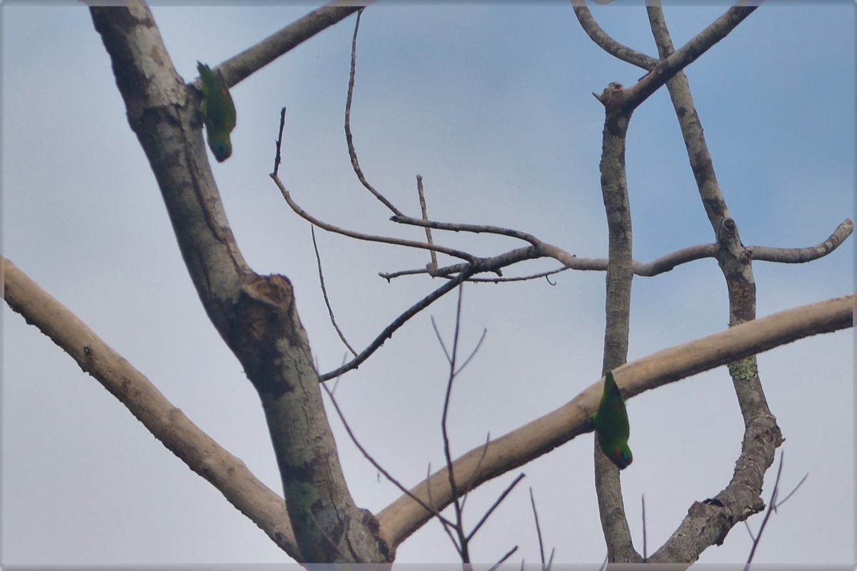 Double-eyed Fig-Parrot - ML25694571