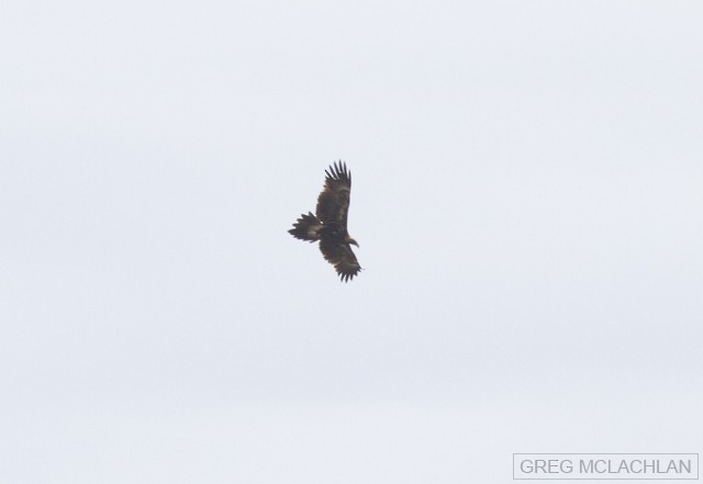 Wedge-tailed Eagle - ML25694641