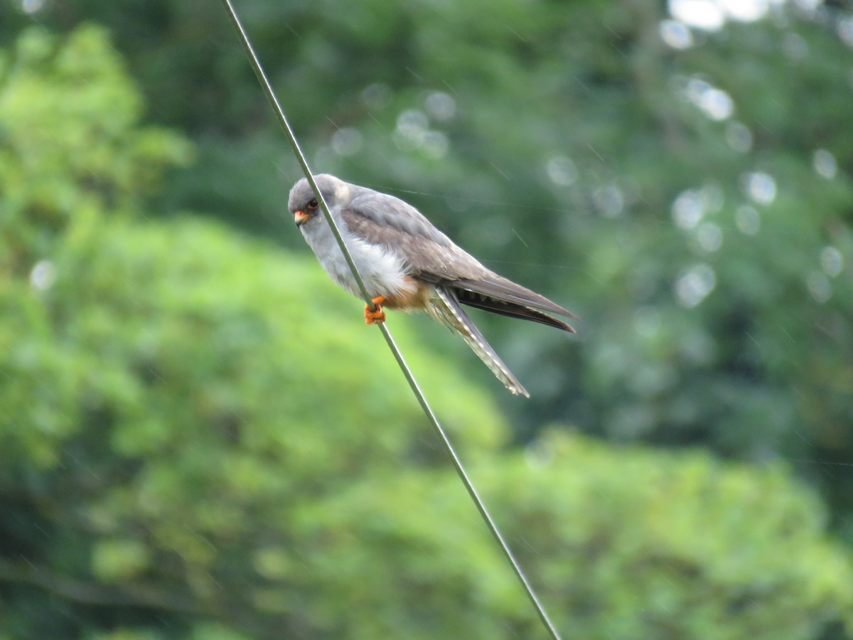 Red-footed Falcon - ML256946801