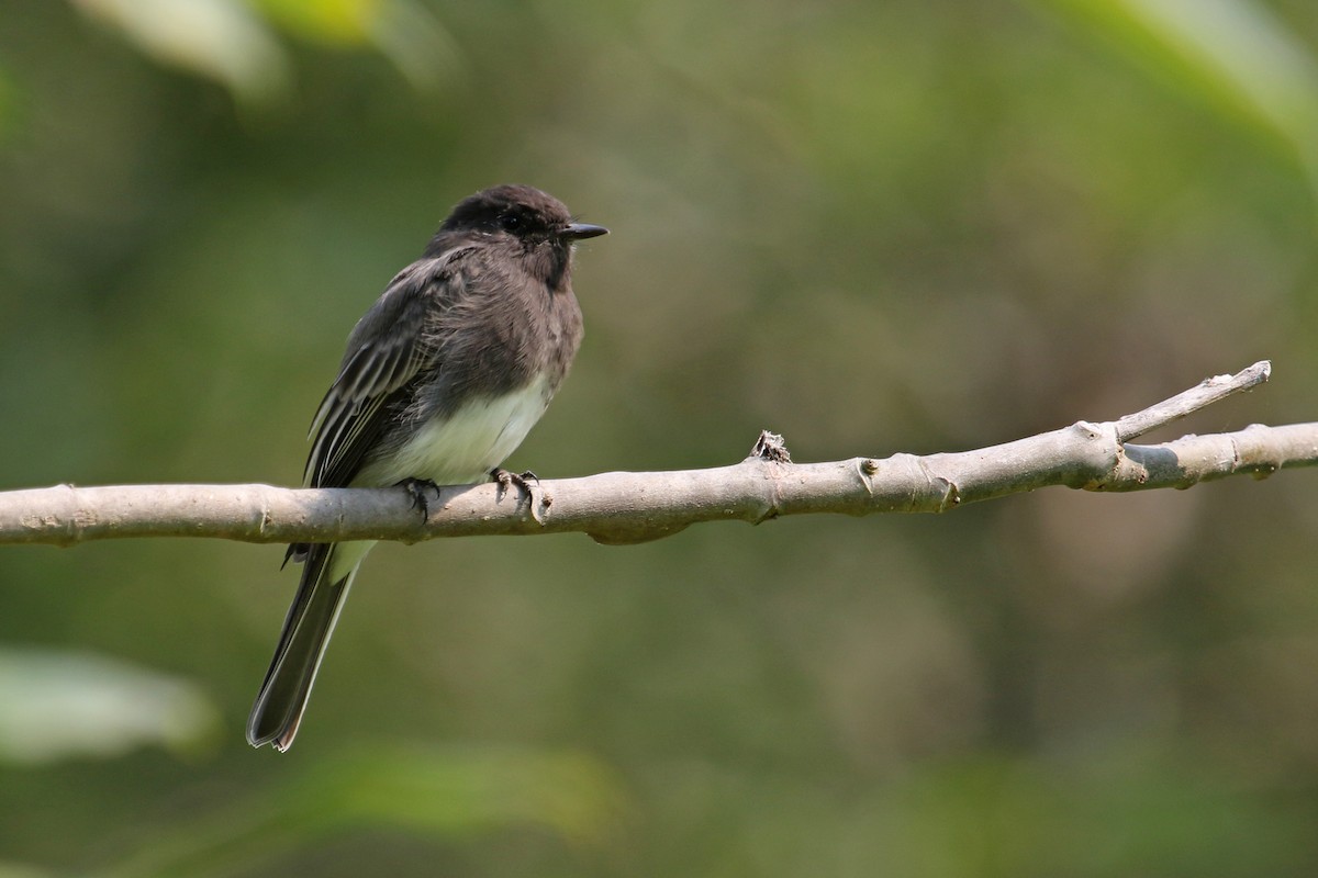 Black Phoebe - ML256946851