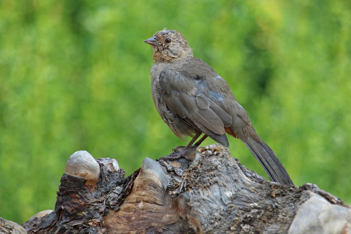 California Towhee - ML256946881