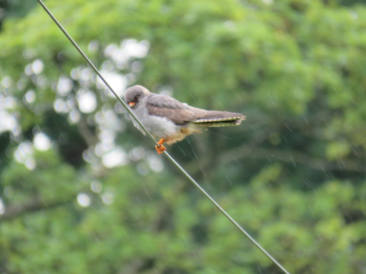 Red-footed Falcon - ML256946951