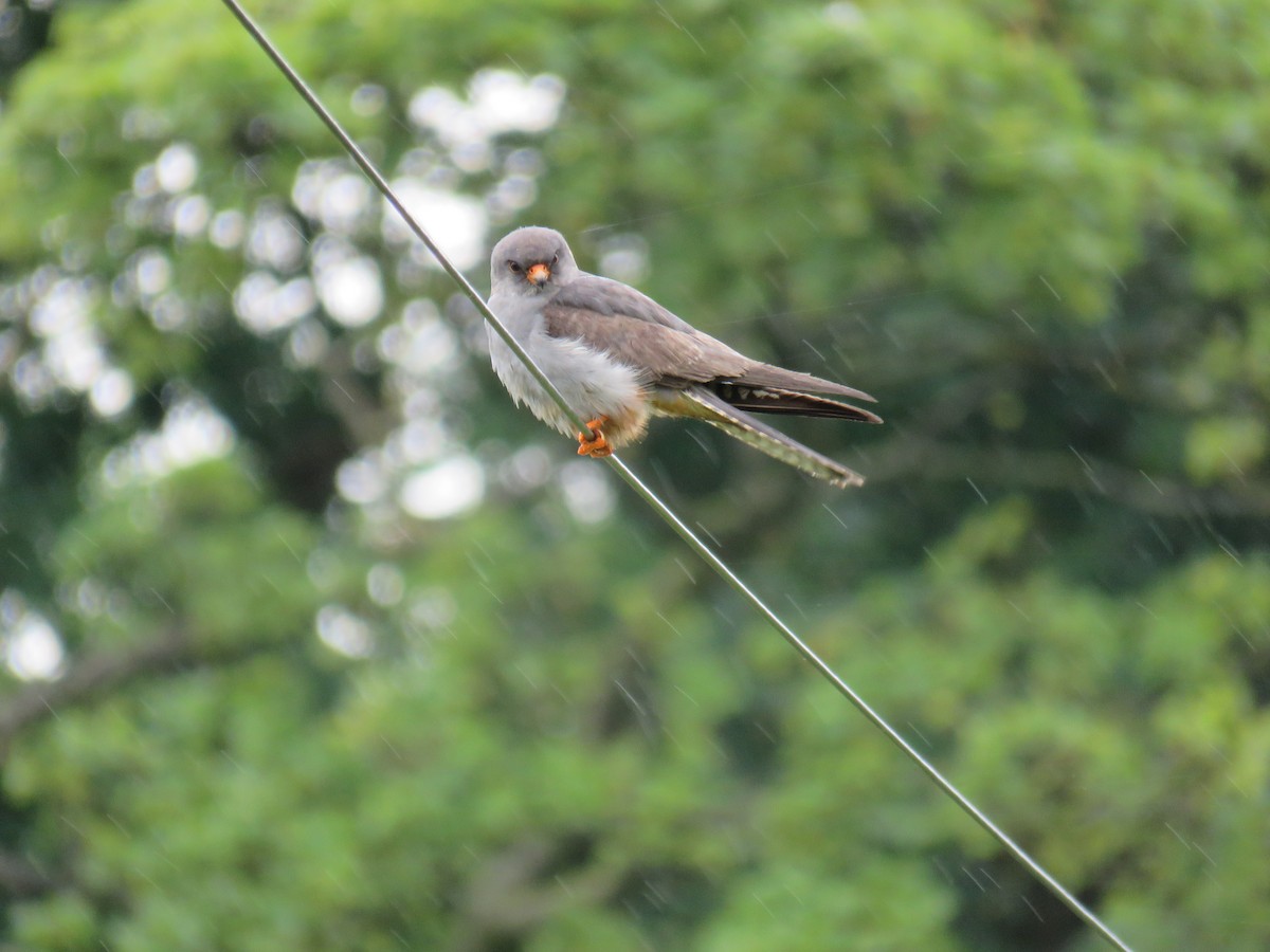 Red-footed Falcon - ML256947221