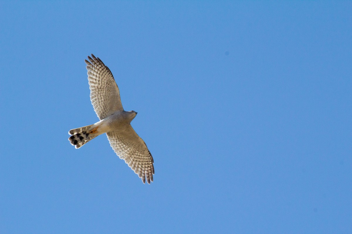 Schikrasperber - ML256947881